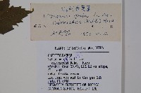 雞樹條莢迷藏品圖，第2張