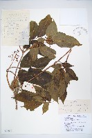 接骨木，木蒴藋藏品圖，第1張