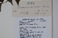 接骨木，木蒴藋藏品圖，第2張