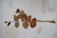 老君須藏品圖，第1張