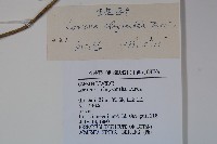 金花忍冬藏品圖，第2張