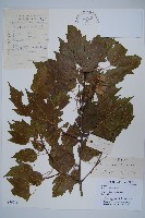 華北茶條槭藏品圖，第1張