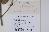 華北茶條槭藏品圖，第2張