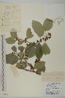 哥蘭葉藏品圖，第1張