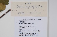 白樺、粉樺、臭樺藏品圖，第2張