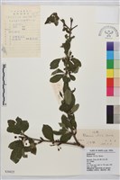 凍綠藏品圖，第1張