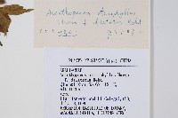 太白山五加藏品圖，第2張