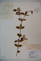 蒙古莢迷藏品圖，第1張