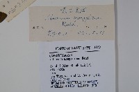 蒙古莢迷藏品圖，第2張