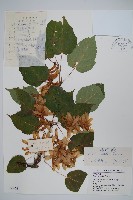 青榨槭藏品圖，第1張