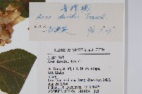 青榨槭藏品圖，第2張