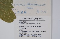 鵝耳櫪藏品圖，第2張