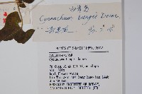 白首烏藏品圖，第2張