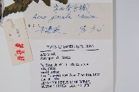 華北茶條槭藏品圖，第2張