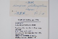 八角楓、瓜木藏品圖，第2張