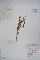 狹苞斑種草藏品圖，第1張