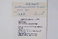 狹苞斑種草藏品圖，第2張