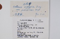 毛黃槴藏品圖，第2張