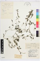 毛柄水毛茛藏品圖，第1張