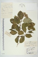 沙棶藏品圖，第1張