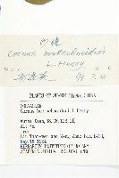 沙棶藏品圖，第3張