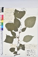 領春木藏品圖，第1張