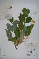 盤葉忍冬藏品圖，第1張