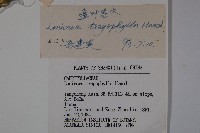 盤葉忍冬藏品圖，第2張