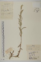 香青藏品圖，第1張