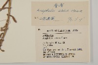 香青藏品圖，第3張