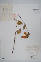 紫斑風鈴草藏品圖，第1張