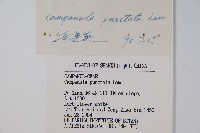 紫斑風鈴草藏品圖，第2張