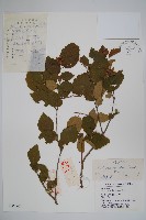 虎榛子藏品圖，第1張