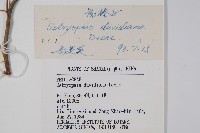 虎榛子藏品圖，第2張