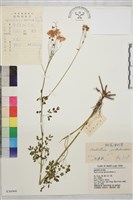 腎葉唐松草藏品圖，第1張
