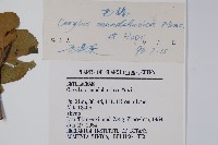 毛榛藏品圖，第2張