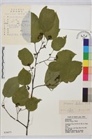 枳椇藏品圖，第1張