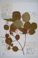 黃櫨藏品圖，第1張