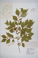 金銀忍冬藏品圖，第1張