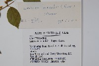 金銀忍冬藏品圖，第2張