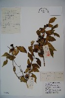 金花忍冬藏品圖，第1張