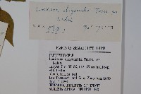 金花忍冬藏品圖，第2張