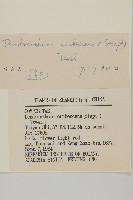 小紅菊藏品圖，第3張