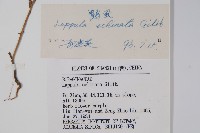 鶴蝨藏品圖，第2張