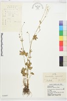 毛茛藏品圖，第1張