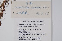 角蒿藏品圖，第2張