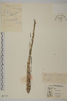 燈心草蚤綴藏品圖，第1張