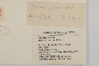 燈心草蚤綴藏品圖，第3張