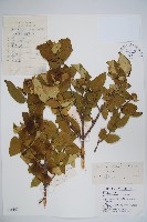 金銀忍冬藏品圖，第1張