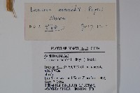 金銀忍冬藏品圖，第2張